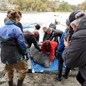 Manatees2010 (13)